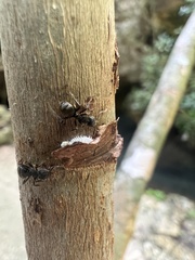 Dolichoderus bispinosus