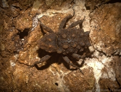 Tapinosomus exitiosus