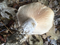Lactarius argillaceifolius