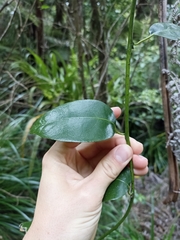 Passiflora tetrandra