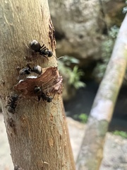 Dolichoderus bispinosus