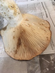 Lactarius argillaceifolius