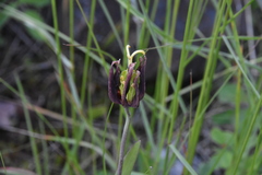 Fritillaria affinis