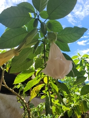 Brugmansia suaveolens