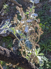 Argemone munita