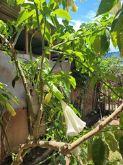 Brugmansia suaveolens