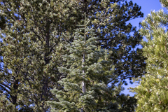 Abies concolor