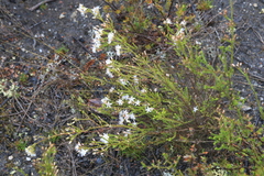 Calytrix tetragona