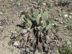 Opuntia phaeacantha