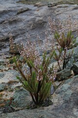 Stylidium laricifolium
