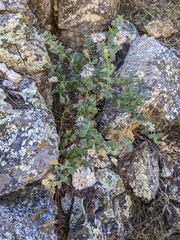 Brickellia atractyloides