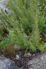 Prostanthera teretifolia