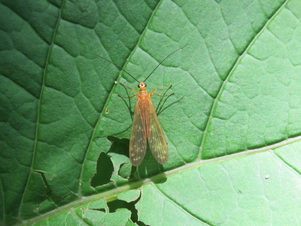 Panorpodes komaensis