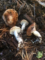 Leucopaxillus gentianeus