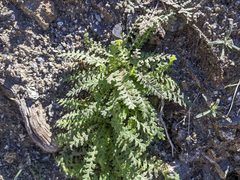Emmenanthe penduliflora penduliflora