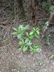 Melicytus macrophyllus