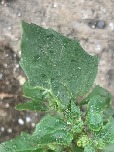 Solanum physalifolium iNat (1)