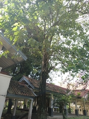 Gmelina arborea