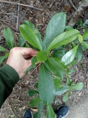 Melicytus macrophyllus