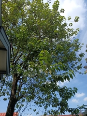Gmelina arborea