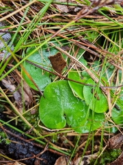 Corybas diemenicus