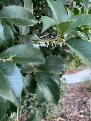 Osmanthus heterophyllus