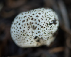Lycoperdon subcretaceum