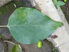 Gmelina arborea