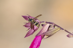 Ancistrocerus bustamente