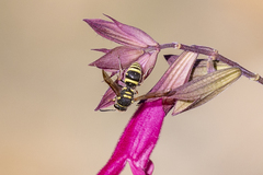 Ancistrocerus bustamente