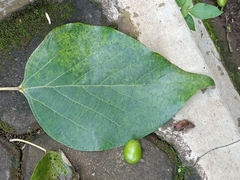 Gmelina arborea