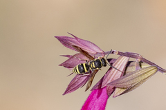 Ancistrocerus bustamente