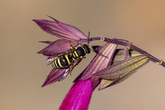 Ancistrocerus bustamente