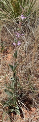 Penstemon fendleri