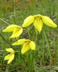 Diuris behrii