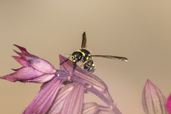Ancistrocerus bustamente