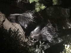 Hystrix africaeaustralis