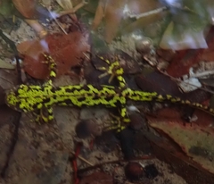 Triturus marmoratus