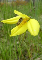 Diuris behrii