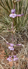 Penstemon fendleri
