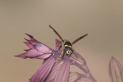 Ancistrocerus bustamente