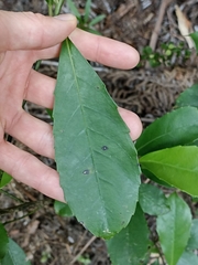 Melicytus macrophyllus