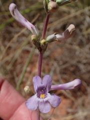 Penstemon fendleri