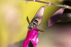 Ancistrocerus bustamente