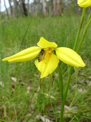 Diuris behrii