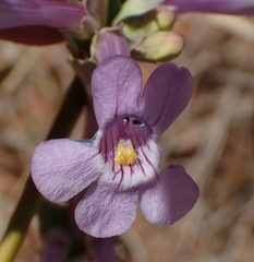 Penstemon fendleri