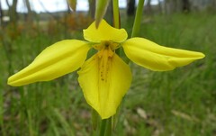 Diuris behrii