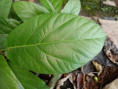 Ficus hispida