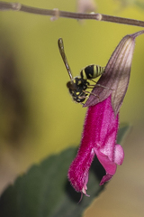 Ancistrocerus bustamente