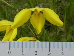 Diuris behrii